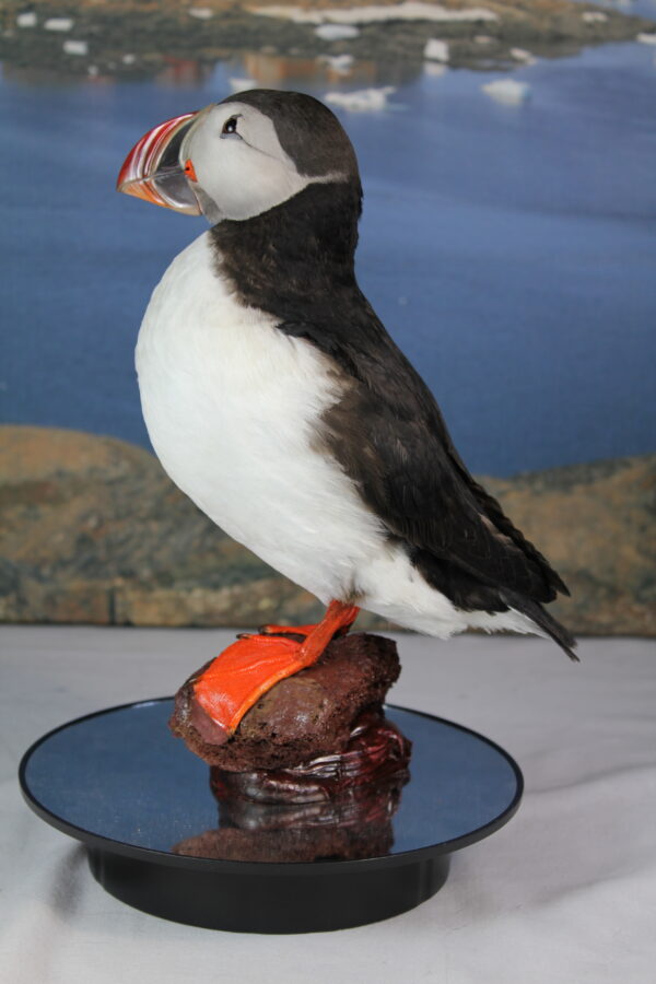 Puffin taxidermy #10 - Image 7