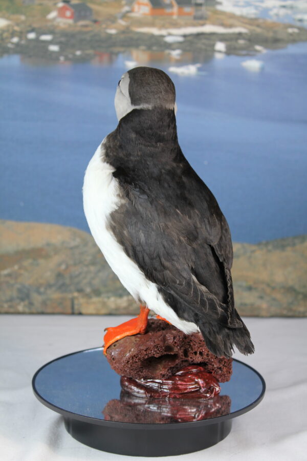 Puffin taxidermy #10 - Image 8