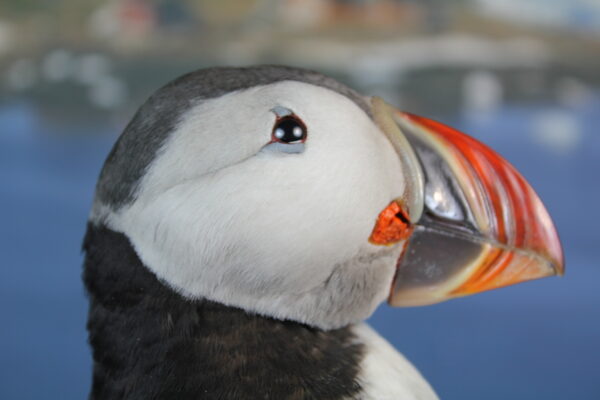 Puffin taxidermy #10 - Image 9