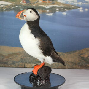 Puffin taxidermy #12