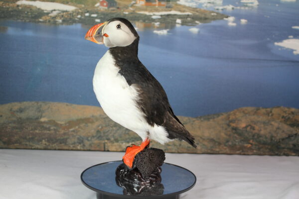 Puffin taxidermy #12