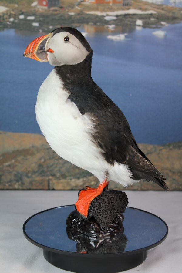 Puffin taxidermy #12 - Image 3