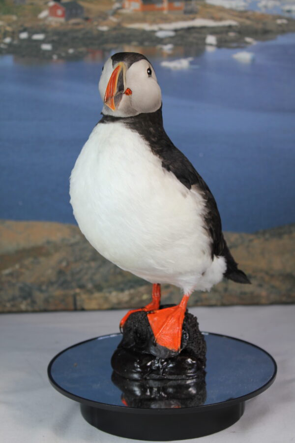 Puffin taxidermy #12 - Image 4