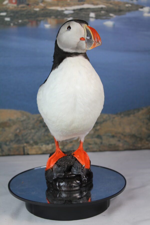 Puffin taxidermy #12 - Image 5