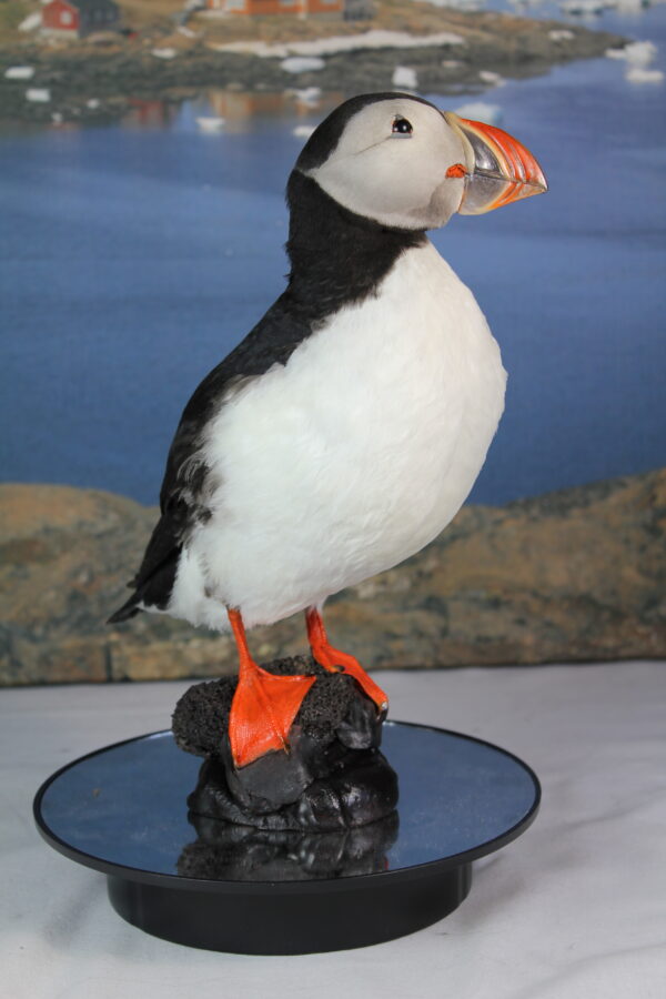 Puffin taxidermy #12 - Image 6