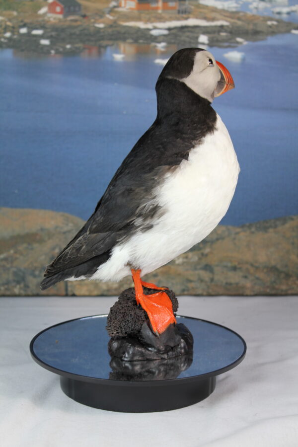 Puffin taxidermy #12 - Image 7