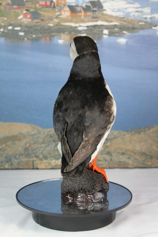 Puffin taxidermy #12 - Image 8