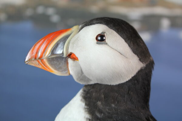 Puffin taxidermy #12 - Image 9