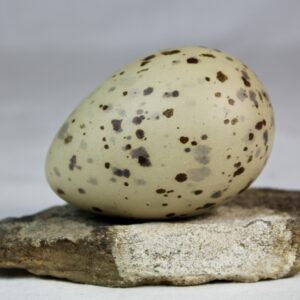 Glauchious gull egg