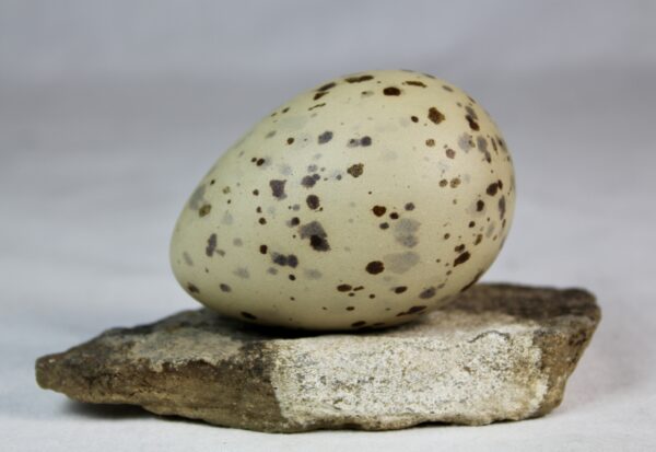 Glauchious gull egg