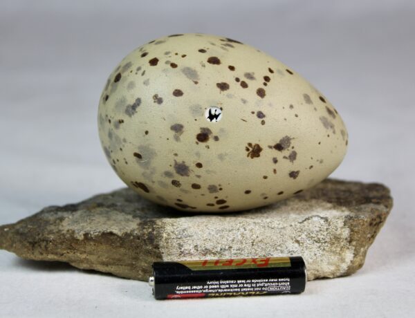 Glauchious gull egg - Image 3