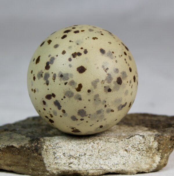 Glauchious gull egg - Image 4
