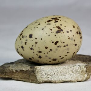 Glauchious gull egg #2