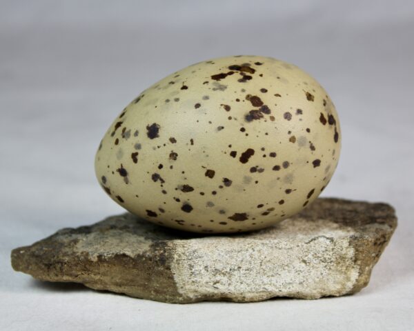 Glauchious gull egg #2