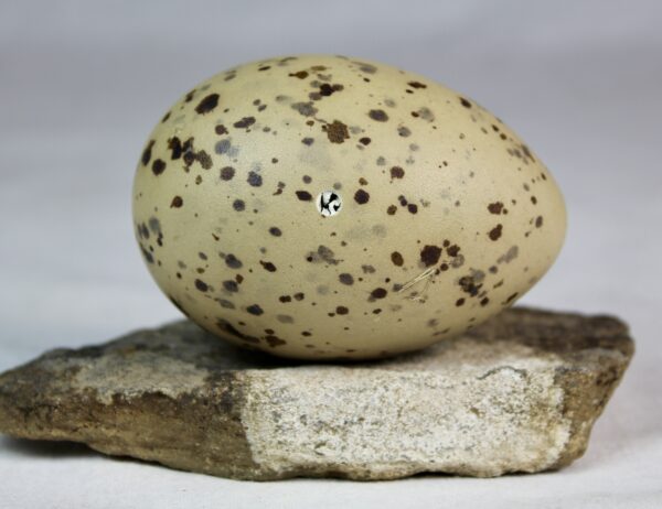 Glauchious gull egg #2 - Image 3