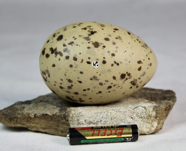 Glauchious gull egg #2 - Image 4