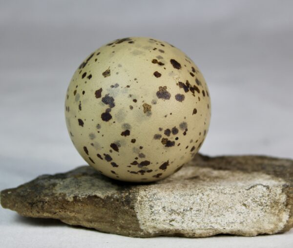Glauchious gull egg #2 - Image 5