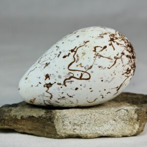 Bruinnich´s guillemot egg # 6