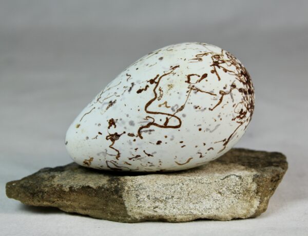 Bruinnich´s guillemot egg # 6