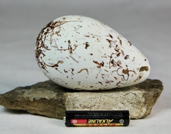Bruinnich´s guillemot egg # 6 - Image 3