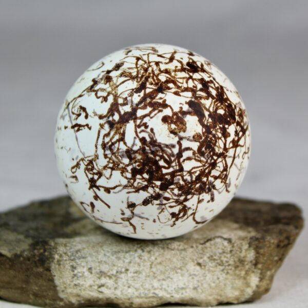 Bruinnich´s guillemot egg # 6 - Image 4