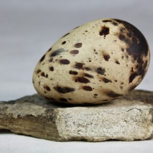 Razorbill egg #2