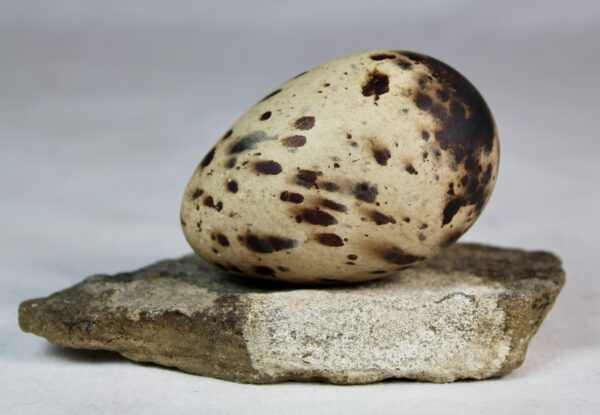Razorbill egg #2