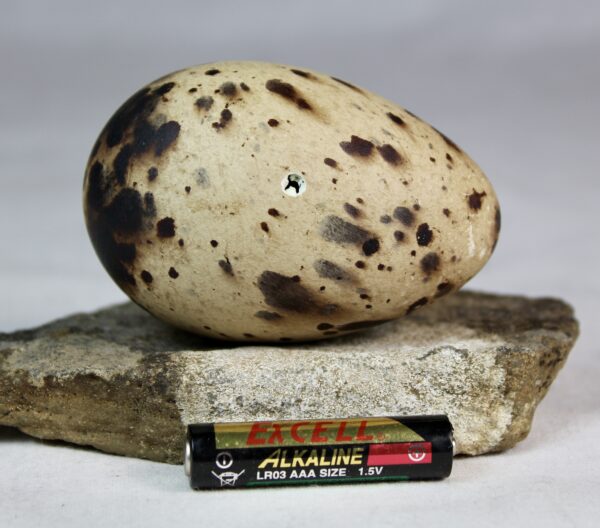 Razorbill egg #2 - Image 3