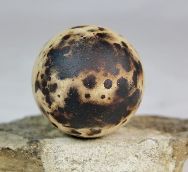 Razorbill egg #2 - Image 4