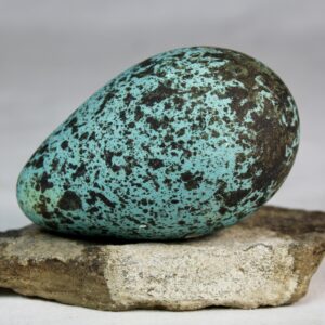 Brunnich´s guillemot egg  # 8