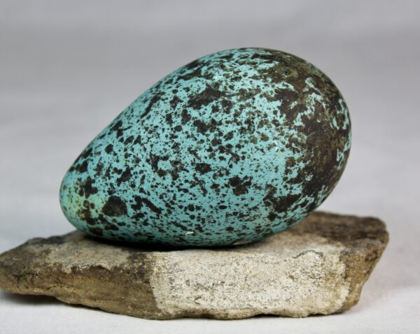 Brunnich´s guillemot egg  # 8