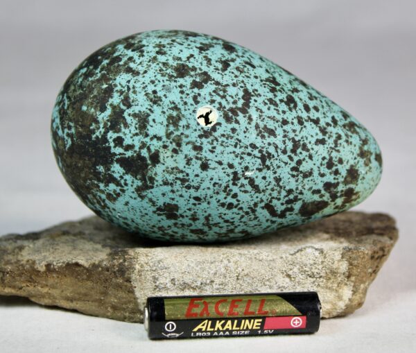 Brunnich´s guillemot egg  # 8 - Image 3