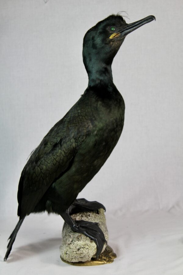 European Shag taxidermy - Image 2