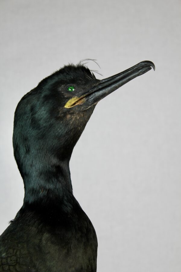 European Shag taxidermy - Image 3