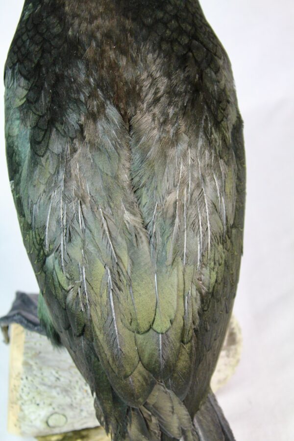European Shag taxidermy - Image 4
