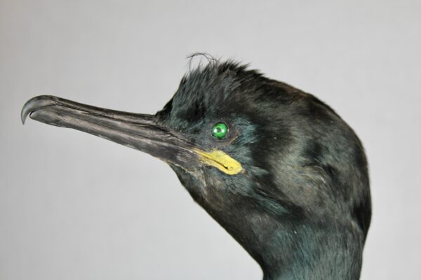 European Shag taxidermy - Image 9