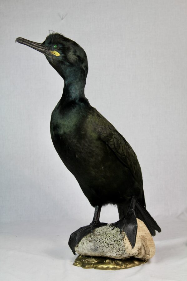 European Shag taxidermy - Image 5
