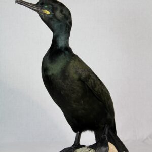 European Shag taxidermy