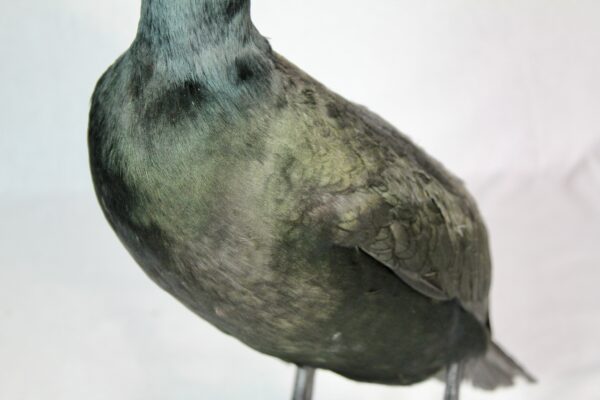 European Shag taxidermy - Image 7
