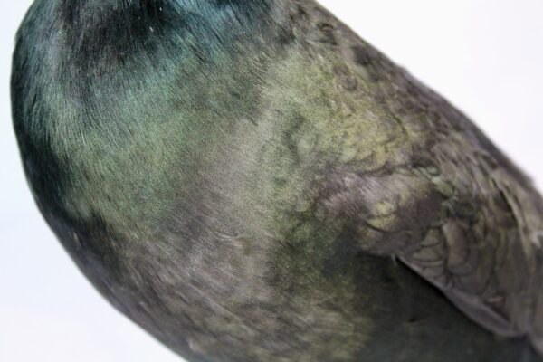 European Shag taxidermy - Image 10