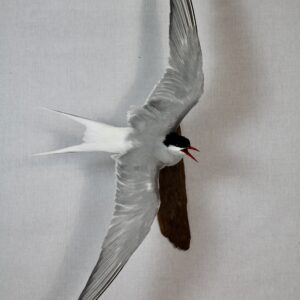 Arctic tern taxidermy