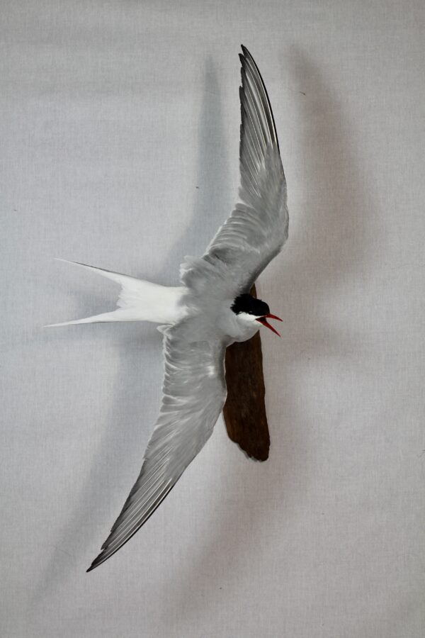 Arctic tern taxidermy