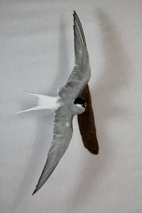 Arctic tern taxidermy - Image 3