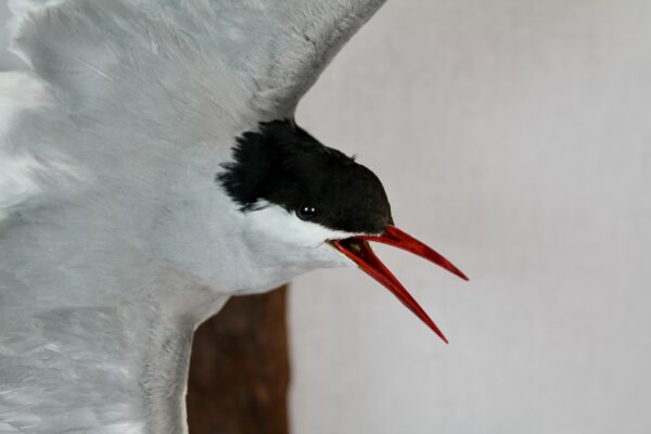Arctic tern taxidermy - Image 4