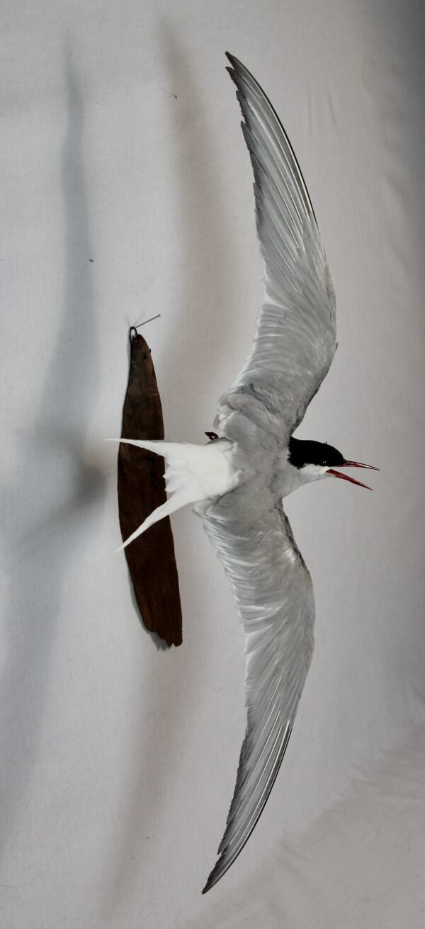 Arctic tern taxidermy - Image 5