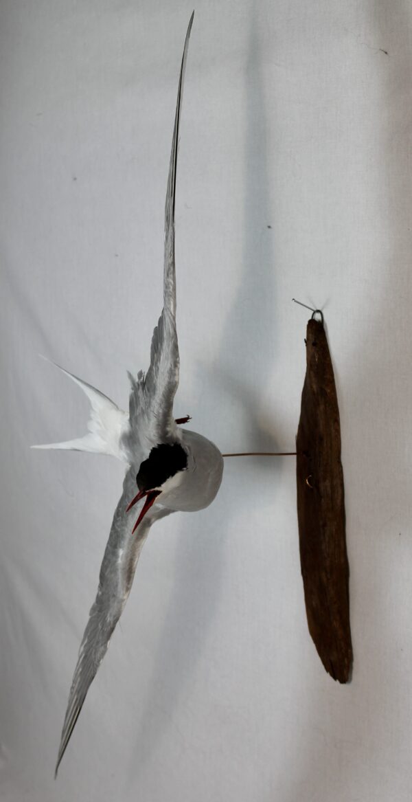 Arctic tern taxidermy - Image 6