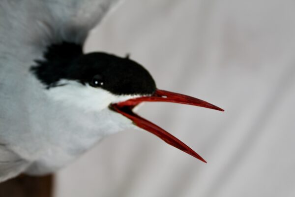 Arctic tern taxidermy - Image 7