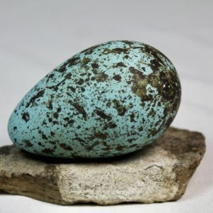 Brunnich´s guillemot egg  # 10