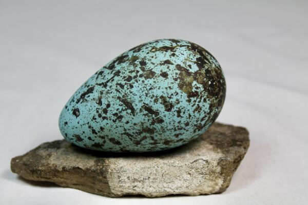 Brunnich´s guillemot egg  # 10