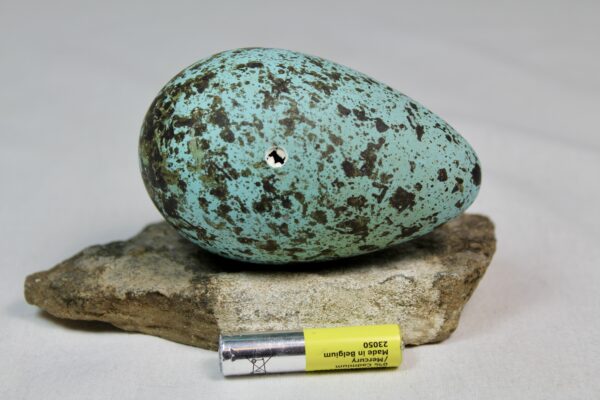 Brunnich´s guillemot egg  # 10 - Image 3